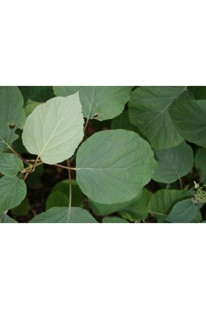 Гортензія Грандіфлора листок